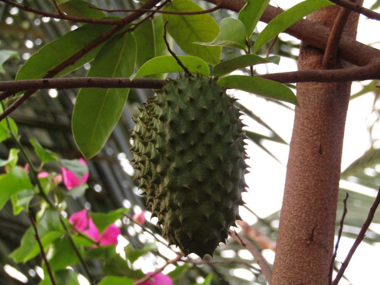 How To Eat Soursop: Amazing Tips